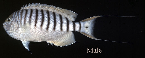  Genicanthus spinus (Pitcairn Angelfish)